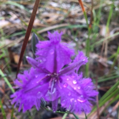 Thysanotus sp.