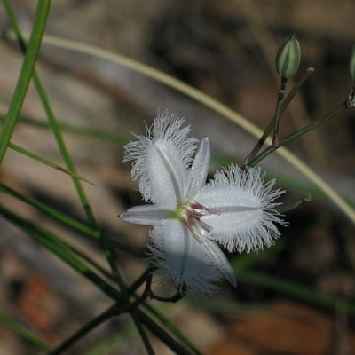 Thysanotus tuberosus