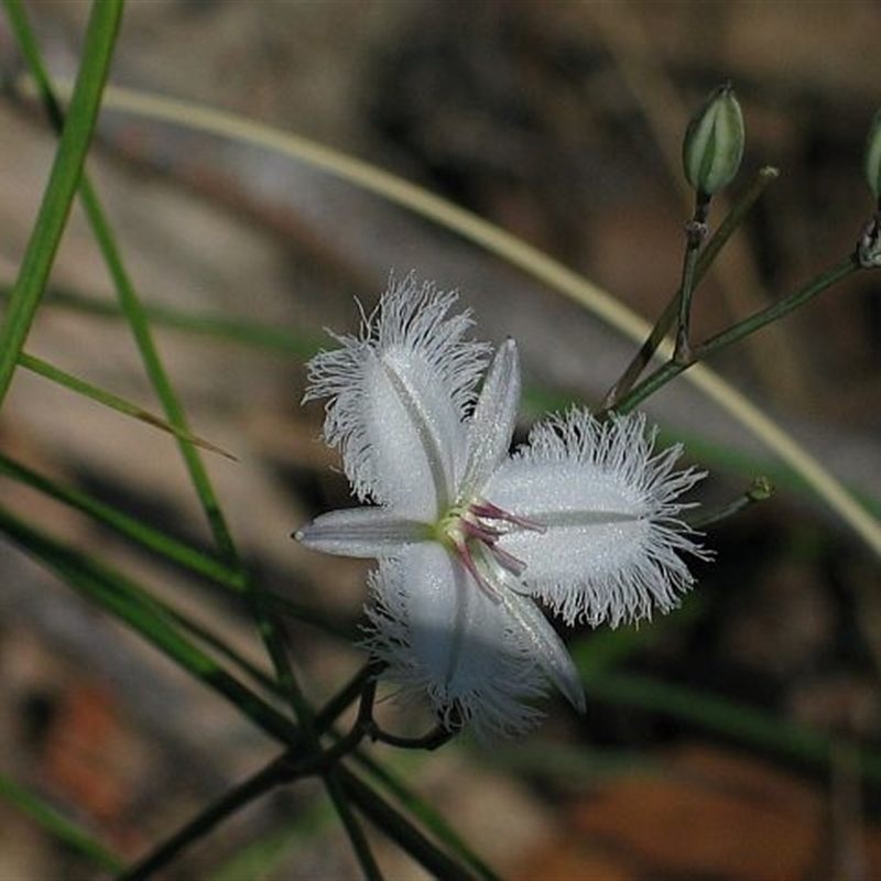 Thysanotus tuberosus