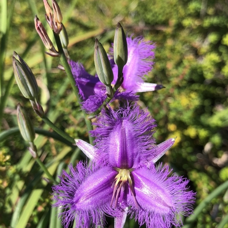 Thysanotus tuberosus subsp. tuberosus