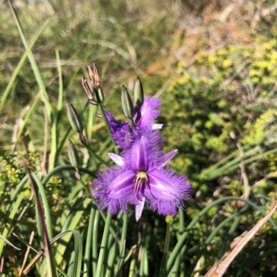 Thysanotus tuberosus subsp. tuberosus