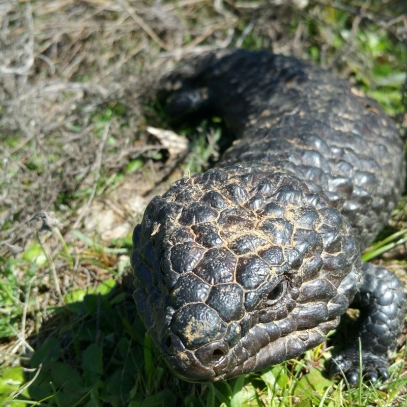 Tiliqua rugosa