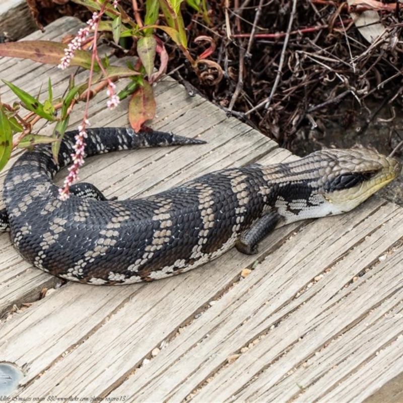 Tiliqua scincoides scincoides