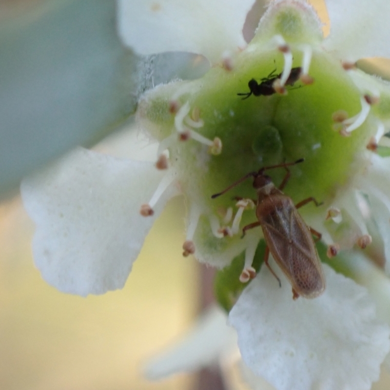 Tingidae sp. (family)