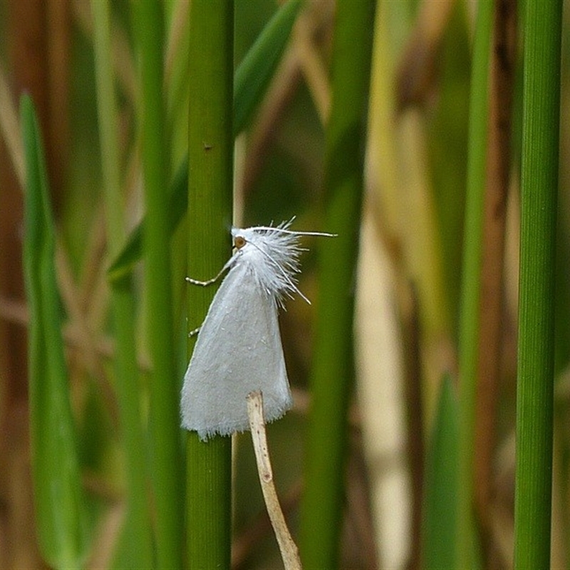 Tipanaea patulella