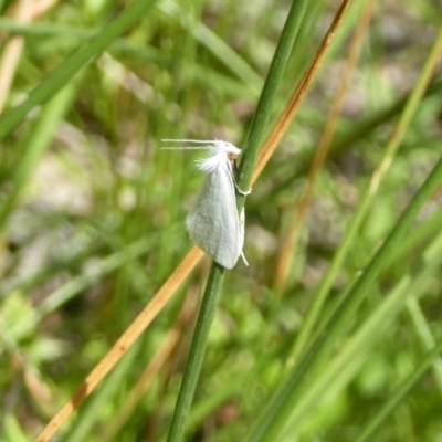 Tipanaea patulella