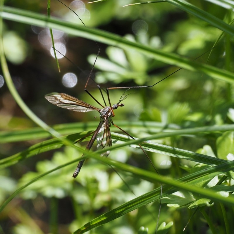 Tipulidae or Limoniidae (family)