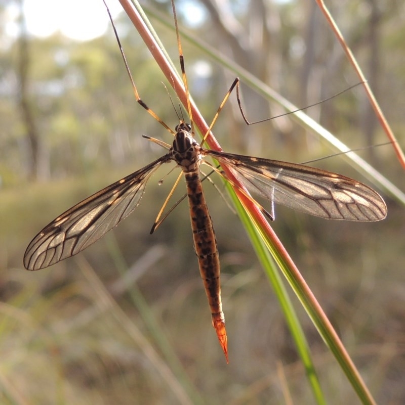 Tipulidae sp. (family)