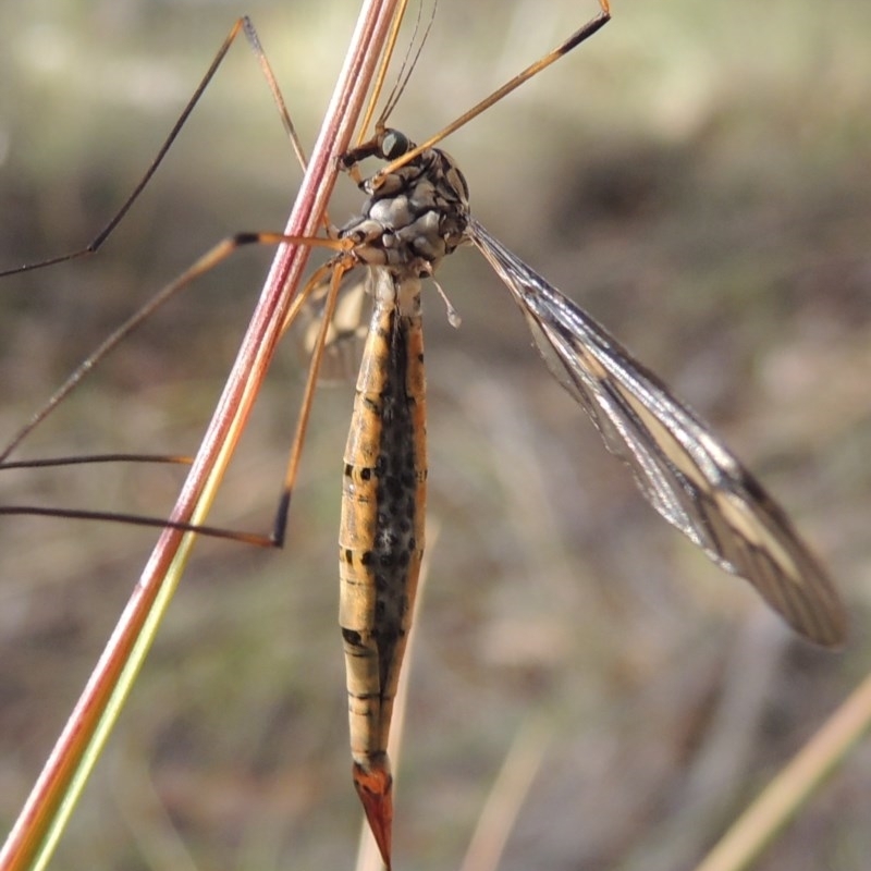 Tipulidae sp. (family)