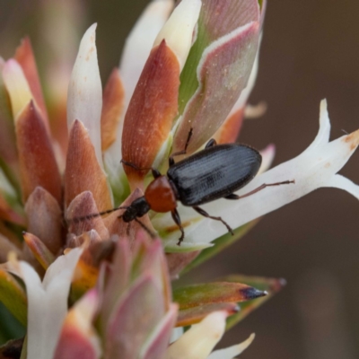 Atoichus bicolor