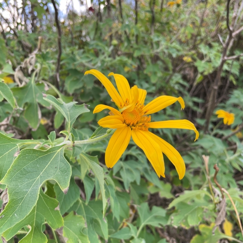 Tithonia diversifolia