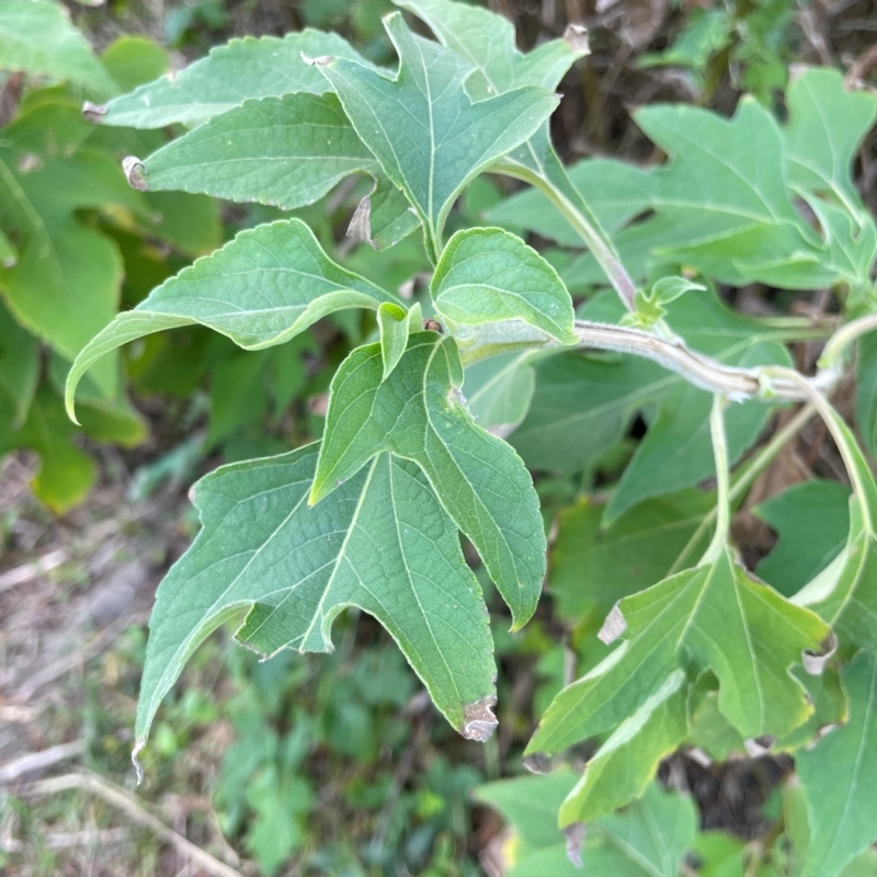 Tithonia diversifolia