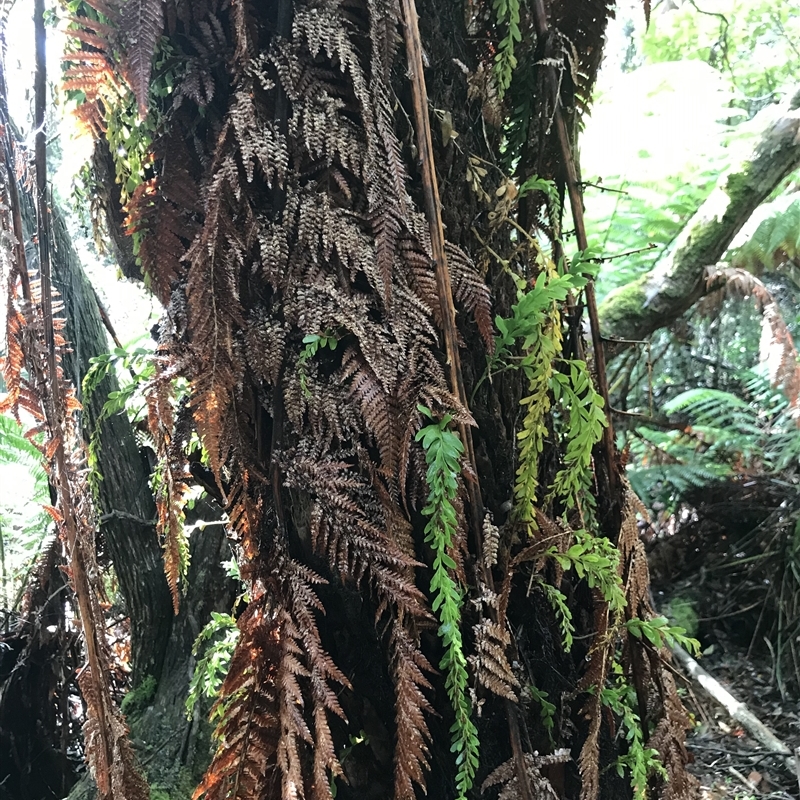 Tmesipteris obliqua