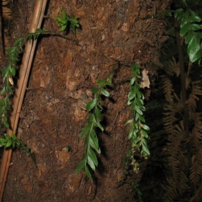 Tmesipteris ovata