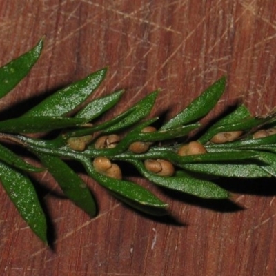 Tmesipteris parva