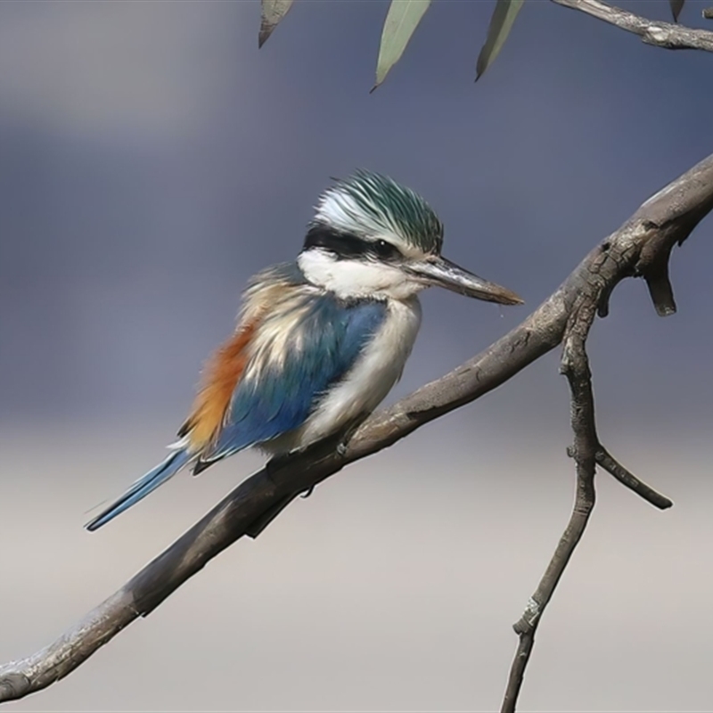 Todiramphus pyrrhopygius