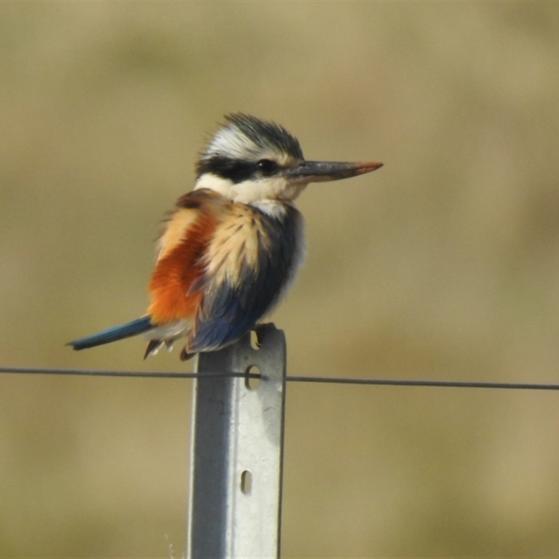 Todiramphus pyrrhopygius