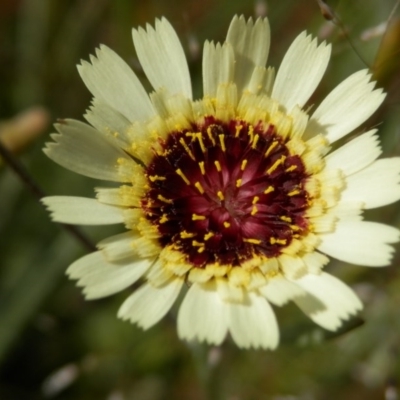 Tolpis barbata