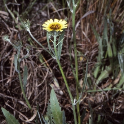 Tolpis barbata