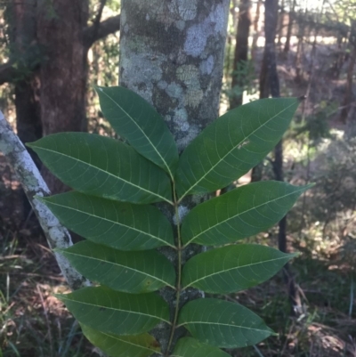 Toona ciliata