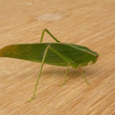 Torbia viridissima