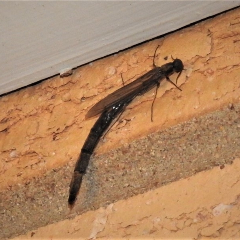 Atractocerus sp. (genus)