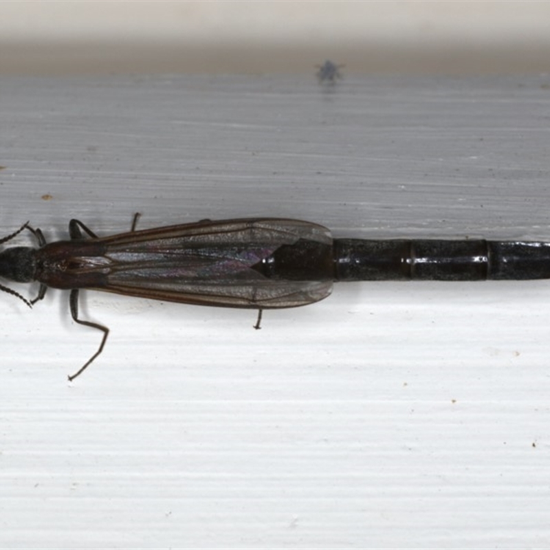 Atractocerus sp. (genus)