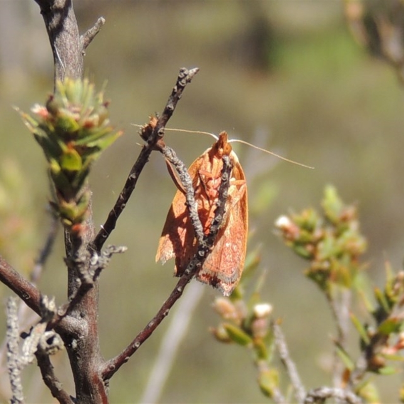 Tortricinae (subfamily)