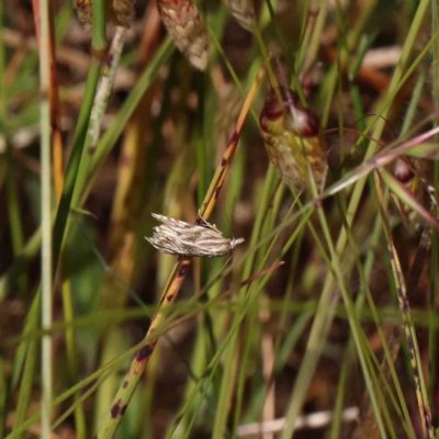 Tortricopsis aulacois