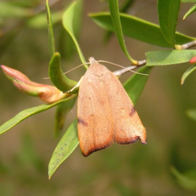 dorsal view