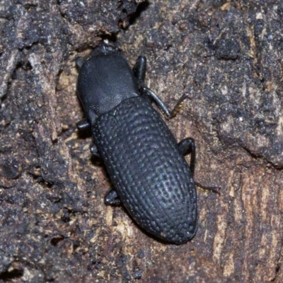 Toxicum sp. (genus)