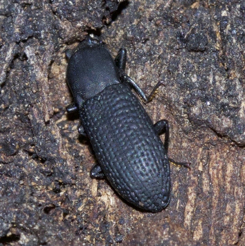 Toxicum sp. (genus)