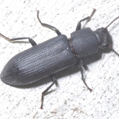 Toxicum sp. (genus)