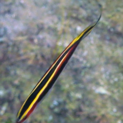Trachinops taeniatus
