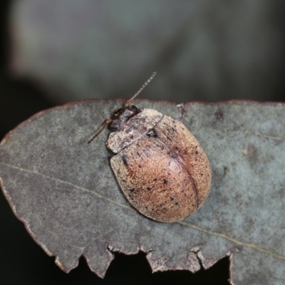 Trachymela sp. (genus)