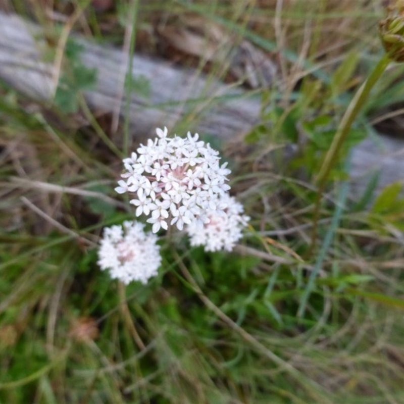 Trachymene composita var. composita