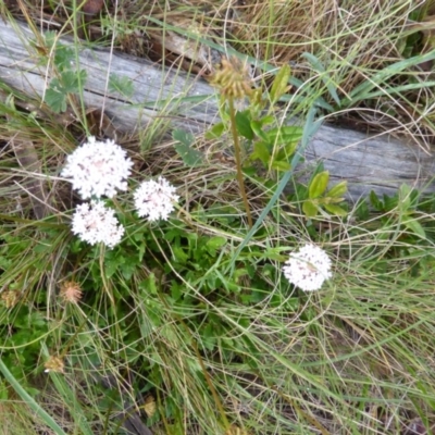 Trachymene composita var. composita