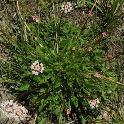 Trachymene humilis subsp. humilis