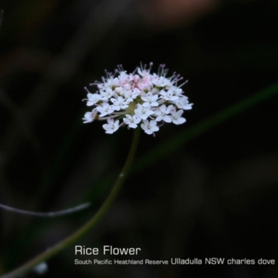 Trachymene incisa