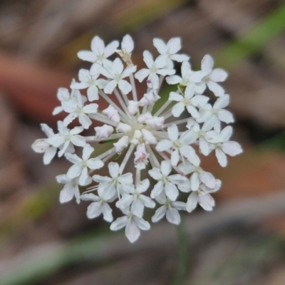 Trachymene incisa subsp. incisa