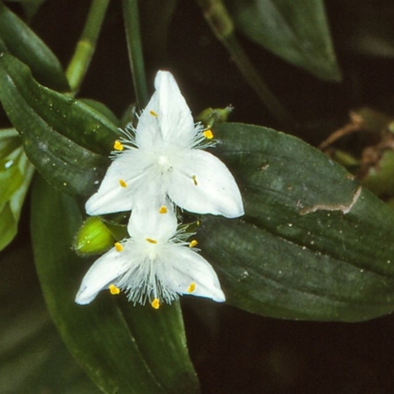 Tradescantia fluminensis