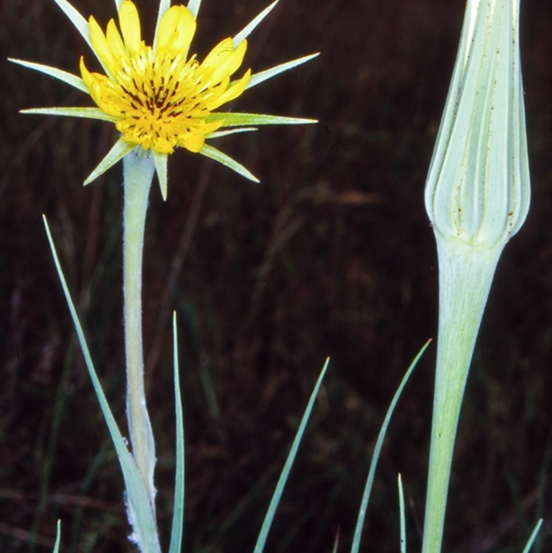 Tragopogon dubius