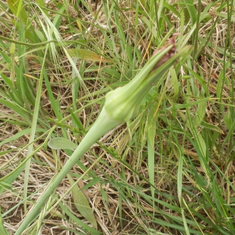 Tragopogon porrifolius