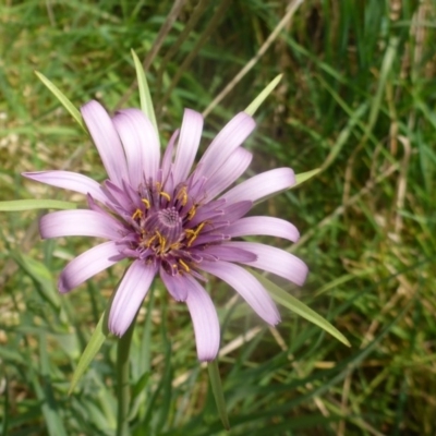 Tragopogon porrifolius subsp. porrifolius