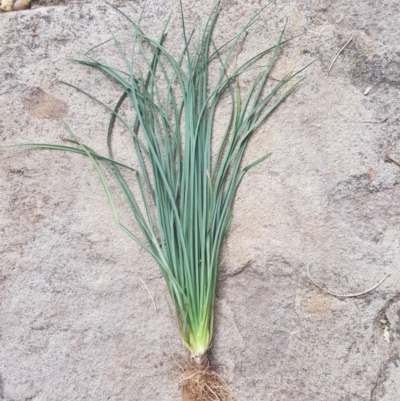 Tragopogon sp.