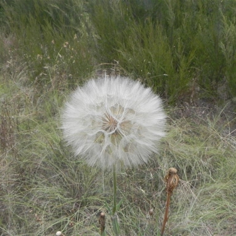 Tragopogon sp.