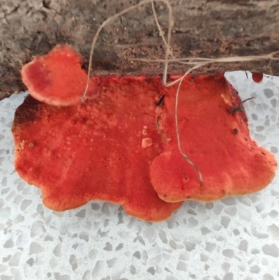 Trametes coccinea