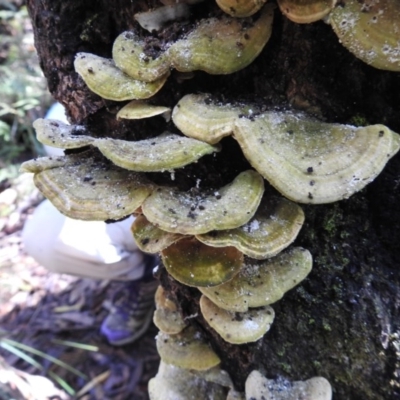 Trametes sp.