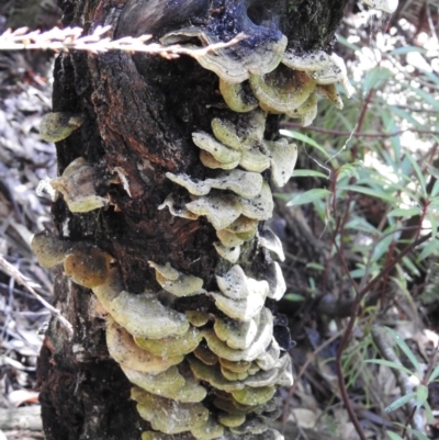 Trametes sp.