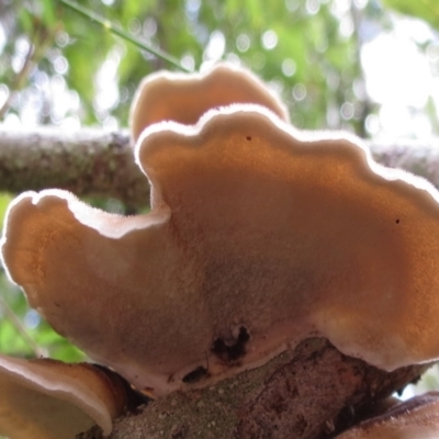 Trametes versicolor